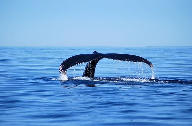 Croisière aux baleines à Tadoussac